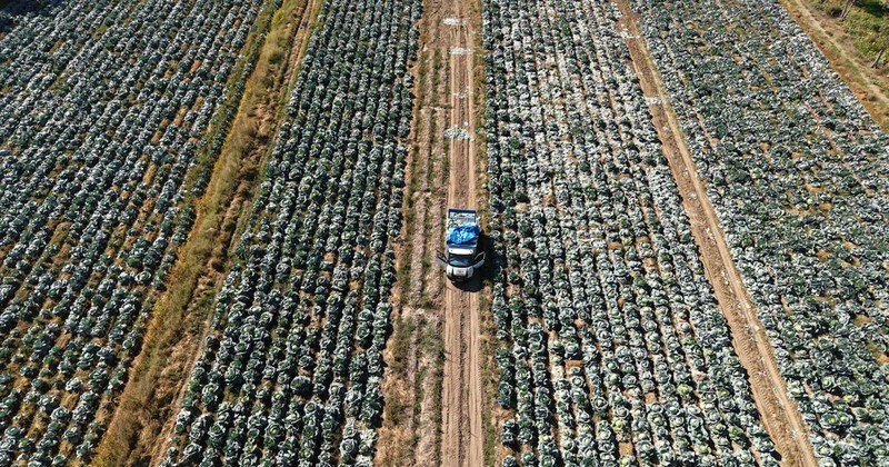 Çiftçiler tek tek topluyor: 50 kiloluk ürünün tanesi 100 liraya satılıyor Sözcü Gazetesi
