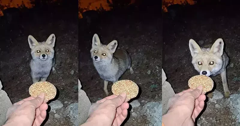 Kömbe yiyen tilki kamerada