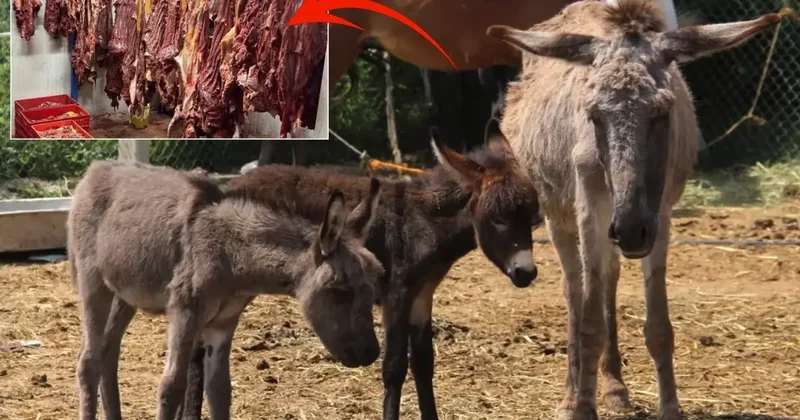 Bakanlık markayı ifşa etti: İşte vatandaşa sucuk diye at ve eşek eti yedirilen ilimiz