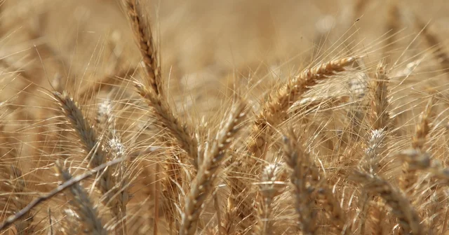 Küresel tahıl üretiminde tüm zamanların zirvesi geliyor Bursa Haberleri