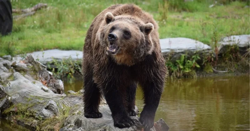 Mantar toplayan imama ayı saldırdı Sözcü Gazetesi