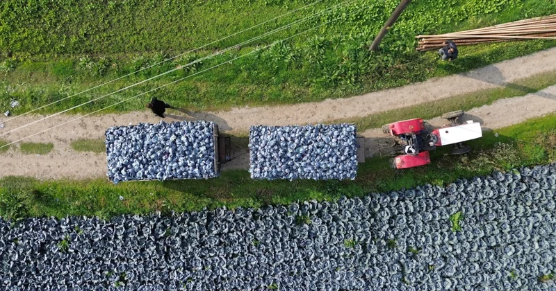 Bafra Ovası’nda hasat başladı: Tarlada kilo fiyatı 13 liraya kadar çıktı Sözcü Gazetesi
