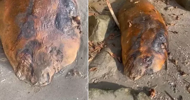 Marmara sahiline vuran gizemli deniz canlısı