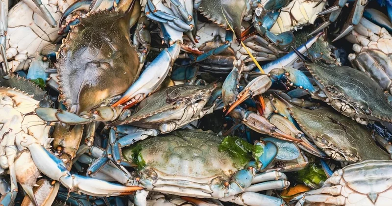 Elektrikli araçlarda yengeç ve ıstakoz kullanıp fiyatları düşürecekler Sözcü Gazetesi