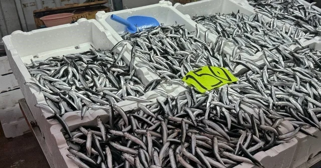 Zonguldak ta hava şartları hamsi fiyatını yükseltti Zonguldak Haberleri