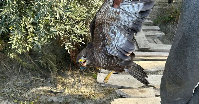 Yaralı şahin tedaviye alındı Hatay Haberleri