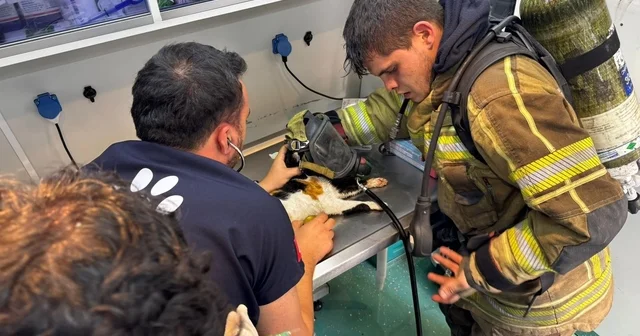 Mazgala düşen kayıp köpek ve yangında mahsur kalan kediler itfaiyenin çabasıyla kurtarıldı İzmir Haberleri