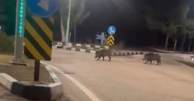 Çukurova Üniversitesi yerleşkesine sürü halinde giren domuzlar görüntülendi Adana Haberleri
