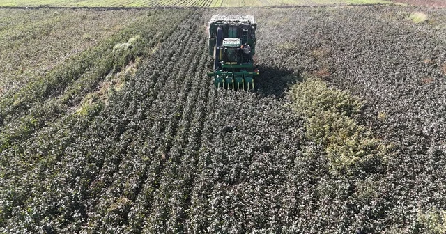 Beyaz altın pamukta kuraklık rekolteyi etkiledi Hatay Haberleri
