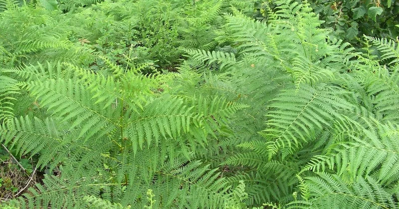 Ülkesinde bu bitkiden olan maden kralı olacak! İçinde nadir toprak elementi keşfedildi Sözcü Gazetesi