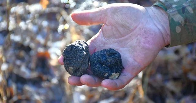 Bayburt Kara Elmas ile tanışacak Bayburt Haberleri