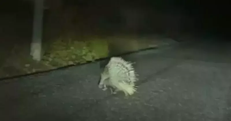 Aydın da nesli tükenme altındaki oklu kirpi görüldü