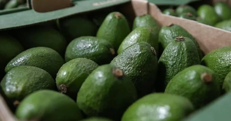 Avokadoları 1 ay bozulmadan taze tutmanın basit yöntemi: İçine sadece 1 tane koymak yeterli Sözcü Gazetesi