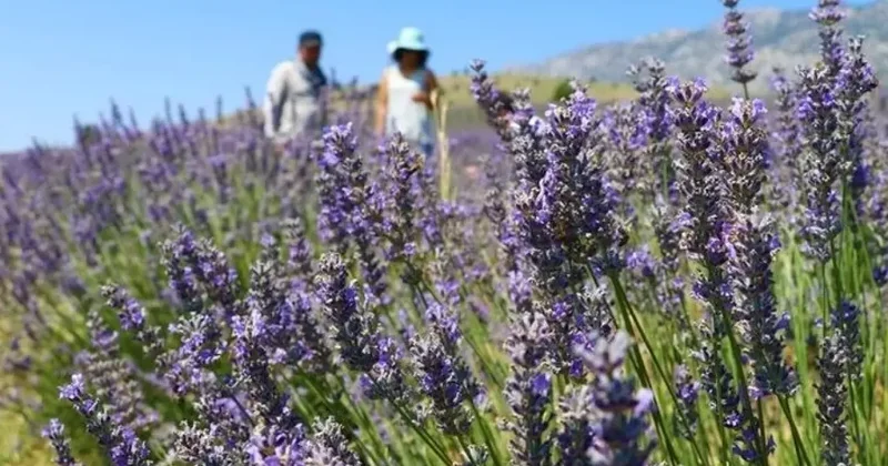 48,8 milyon metrekare Hazine arazisi tıbbi ve aromatik bitki yetiştirilmek üzere kiralandı