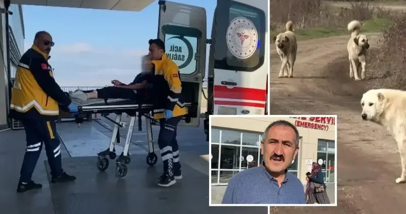 Sokak ortasında dehşet: Küçük kız sahipsiz köpeklerin saldırısında yaralandı Burdur Haberleri
