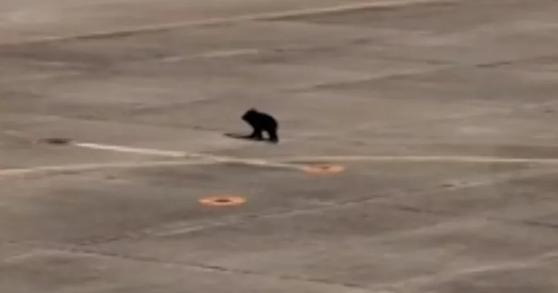 Havalimanına giren ayı, uçuşlarda aksamaya neden oldu Sözcü Gazetesi