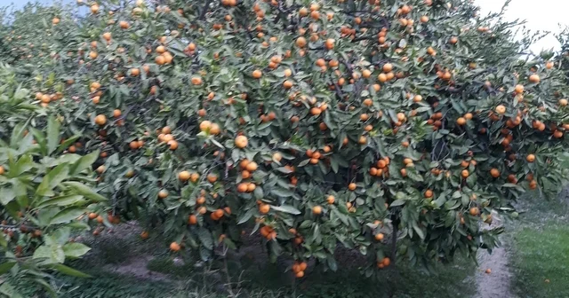 Söke de zararlı popülasyonunda artış görüldü Aydın Haberleri