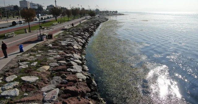 İzmir sahilinde yeşil istila İzmir de Bostanlı sahili deniz marullarıyla kaplandı İzmir Haberleri