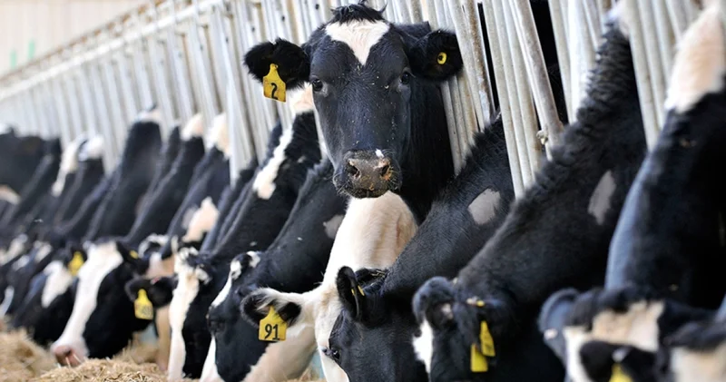 TÜİK açıkladı: Süt üretimi azaldı Alışveriş Haberleri