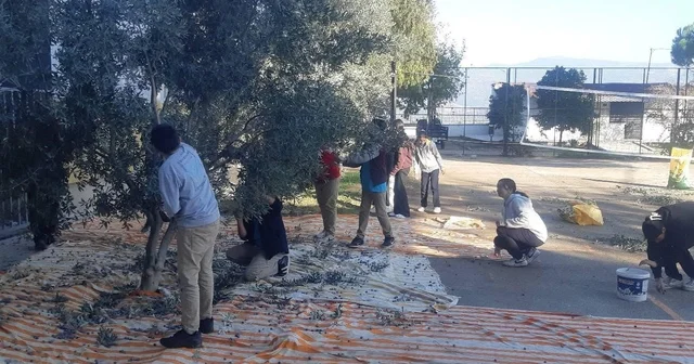 Bozdoğan da öğrenciler zeytin hasadı yaptı Aydın Haberleri