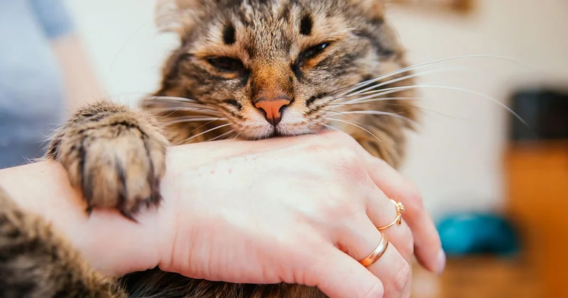 Kediniz bu yüzden siz onu severken ısırıyormuş: 30 saniye kuralı Sözcü Gazetesi