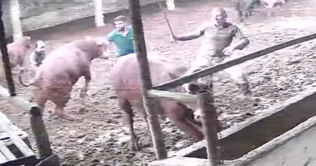 Üzerine zıplayan boğanın darbesiyle yere serildi: O anlar kamerada Amasya Haberleri