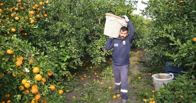 Kilogram fiyatı 2 TL ye düşünce dalda çürümeye bırakılmıştı, 320 ton ürün vatandaşlara ücretsiz dağıtıldı Hatay Haberleri