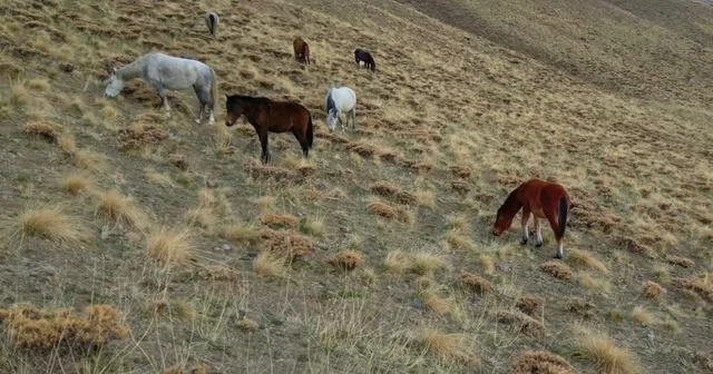 Başıboş bırakılan at ve eşekler hem trafiği hem yaban hayatını tehdit ediyor Prof. Dr. Lokman Aslan: Doğaya terk edilen hayvanlar çok sayıda soruna yol açıyor Van Haberleri
