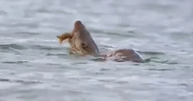 Su samuru avını yerken görüntülendi Karabük Haberleri