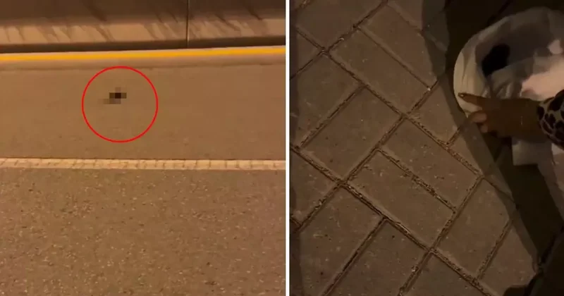 Kedi ya da köpek değil! Çocuğum dediği canlıyı ağlaya ağlaya veterinere götürdü