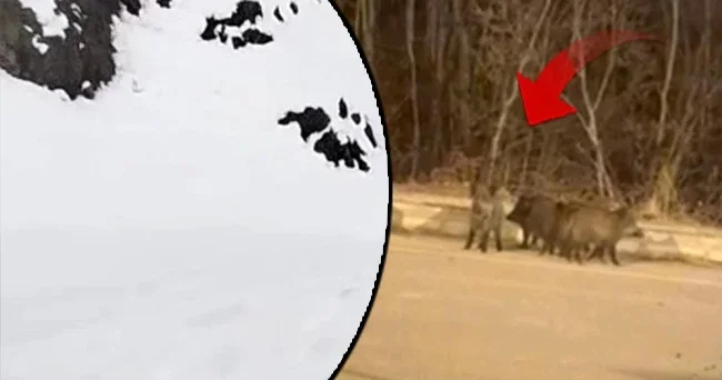 Yoğun kar yağışı sonrası kent merkezine kaçtılar! Tedbirli olmalıyız