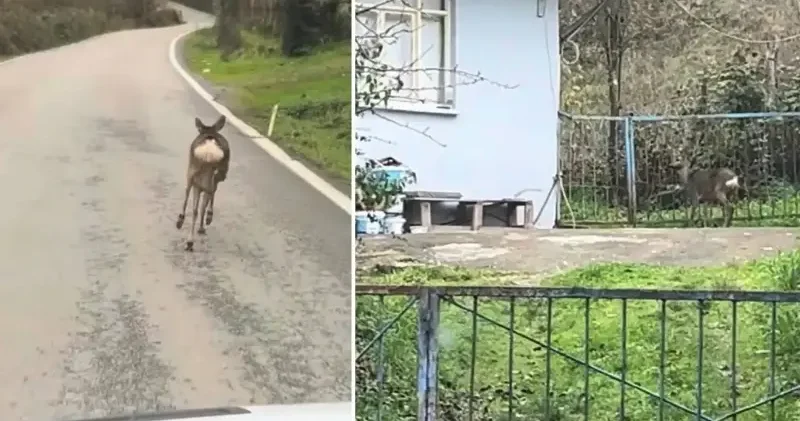 Öğrenci servisinin önünden gidip korkuluklardan atlayan karaca kamerada Gündem Haberleri