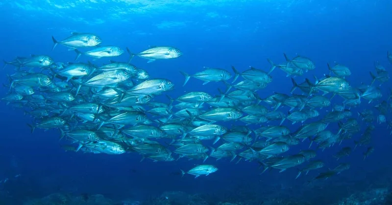 En çok eksikliğini hissetiğimiz D vitaminin dermanı denizlerde saklı, tahtın sahibi açık ara tek balık oldu ama Sözcü Gazetesi