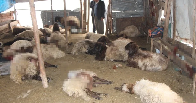 Sokak köpeklerinin saldırdığı 28 koyun öldü Şırnak Haberleri