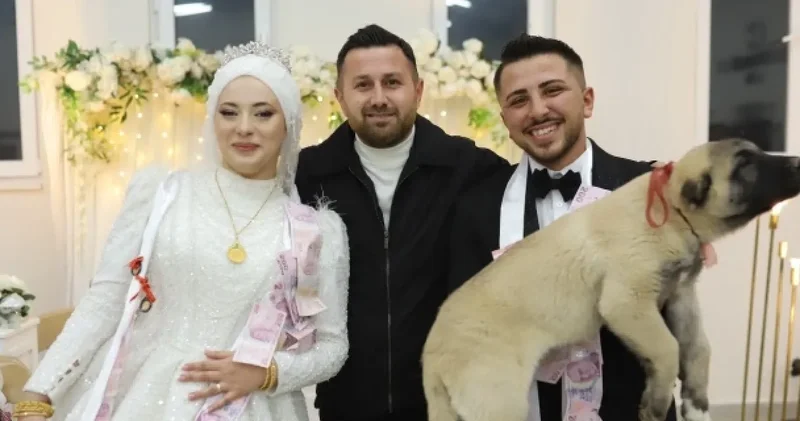 Takı merasiminde gelin ve damada şok: Takı yerine kangal yavrusu geldi