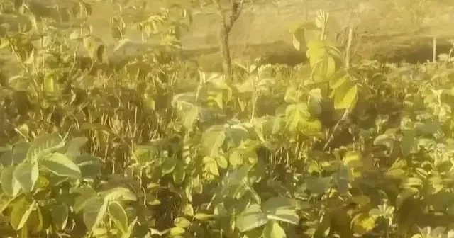 Isparta’nın gül bahçeleri sarı ve turuncuya büründü VİDEO İZLE