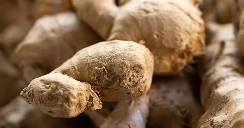 Zencefil hakkında bilmediğimiz gerçekler Sözcü Gazetesi