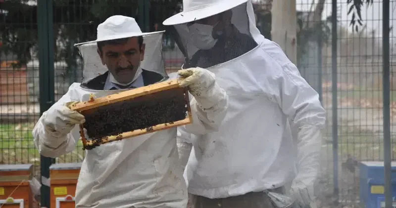 İyi bal donar, mutlaka sıvı olması gerekmiyor
