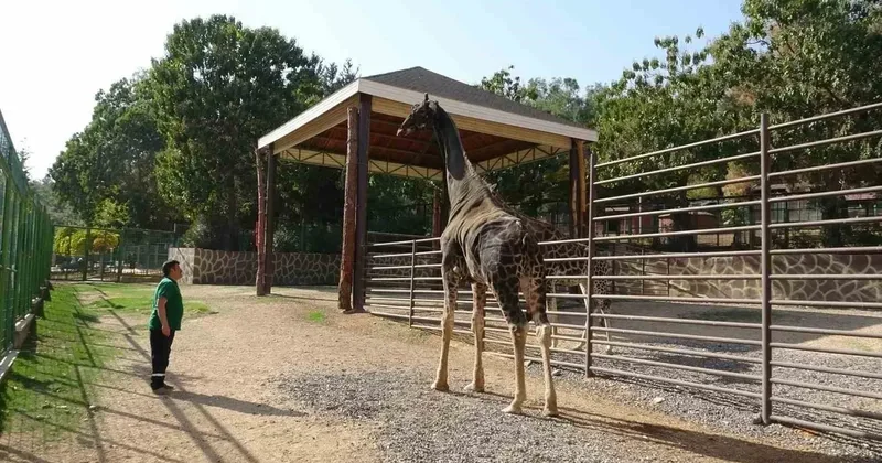 Müzmin bekar olarak gündeme gelmişti: Maskot zürafa öldü