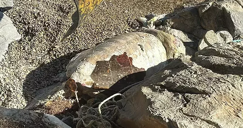 Bodrum da ölü caretta caretta kıyıya vurdu