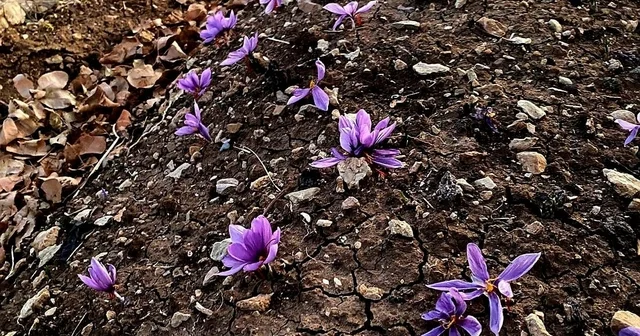 Siirt te safran üretiminde ilk başarılı uygulama gerçekleştirildi Siirt Haberleri