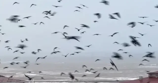 Ardahan da kuşların dansı büyüledi VİDEO İZLE