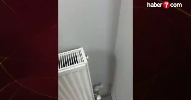 Petek tamirine giden usta hayatının şokunu yaşadı: Tesisat duvara saplanmış borulardan ibaret çıktı