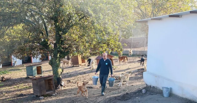 Sahiplendiği 2 köpeği sokağa terk eden kadına 172 bin 716 TL ceza Manisa Haberleri