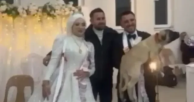 Denizli de düğünde takı yerine çoban köpeği taktı VİDEO İZLE