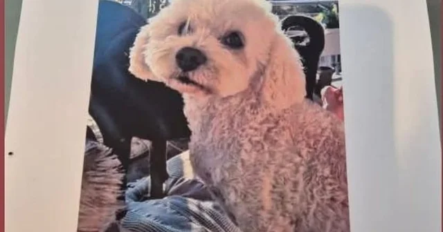 Köpeğini bulana 10 bin lira ödül verecek Aydın Haberleri