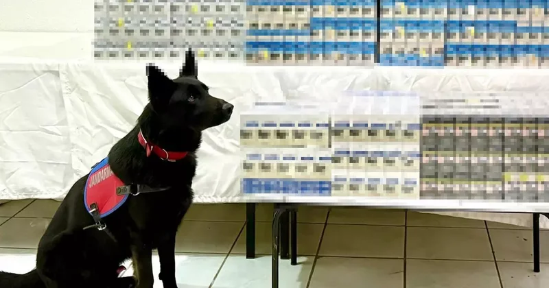 Van da 8 bin 200 paket gümrük kaçağı sigara ele geçirildi: 2 gözaltı