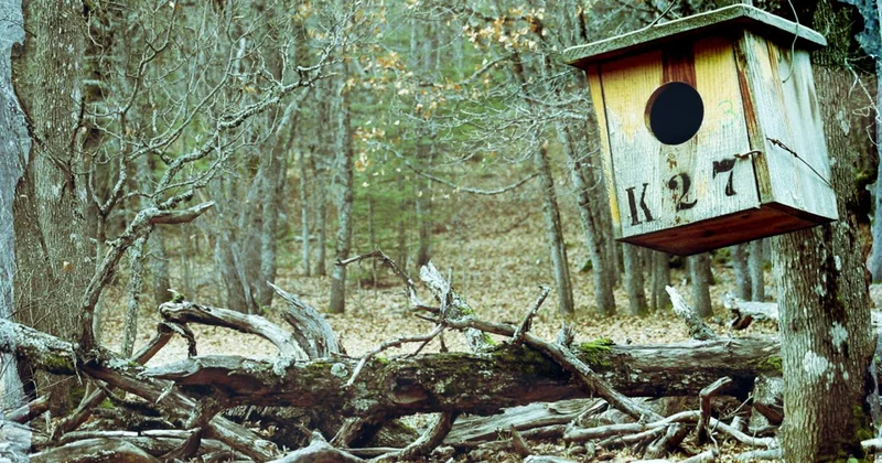 Isparta’daki eşsiz ekosistem: Kasnak Meşesi Ormanı