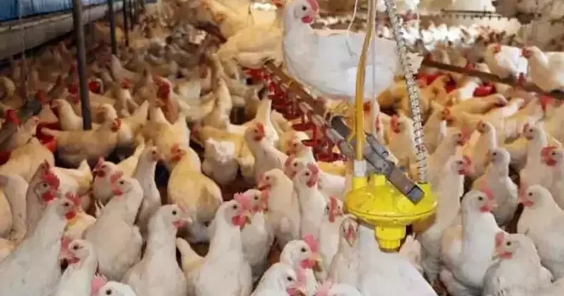 TÜİK: Tavuk eti ve yumurta üretimi arttı, süt üretimi azaldı