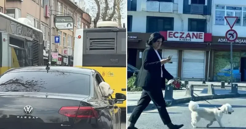 Hilmi Türkmen görüntüledi: Üsküdar Belediyesinin makam aracı bir köpeğin hizmetinde Politika Haberleri